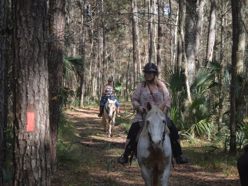 horseback ride through Florida trees